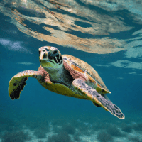 tortuga